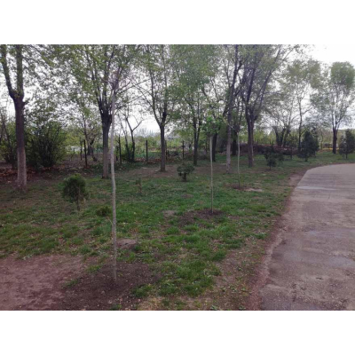 Faültetési program indul Monoron Faültetési program indul Monoron